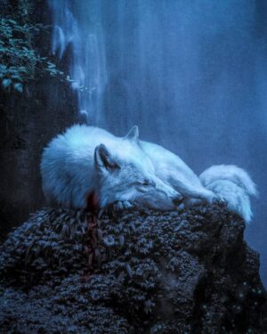 Jonathan Whitesell Instagram - Moro 🐺⁣ #princessmononoke
⁣
"The trees cry out as they die, but you cannot hear them. I lie here. I listen to the pain of the forest and feel the ache of the bullet in my chest, and I dream of the day I will finally crunch that gun-woman's head in my jaws."