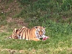 Jonnie Irwin Instagram - Just back from an incredible couple of days and a night at @yorkshirewildlifepark . Really well thought out for families with the animals, ranger talks, live shows and on site accom. I’d definitely recommend the trip for families as it was one of the most fun weekends we’ve done and the boys were constantly engaged.  Lots of space. Top marks to all the staff and @wildlife_fdn who create a great experience for everyone. We’ll be back!