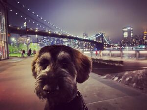 Jonny Lee Miller Instagram - Modeling. #puppy #giantschnauzer #eyelashes