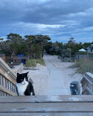 Jonny Lee Miller Instagram - Beasts of summer.  #cat #dog #giantschnauzer #tuxedo #alsoMacho