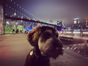 Jonny Lee Miller Instagram - Modeling. #puppy #giantschnauzer #eyelashes