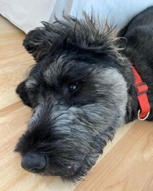Jonny Lee Miller Instagram - Beasts of summer.  #cat #dog #giantschnauzer #tuxedo #alsoMacho
