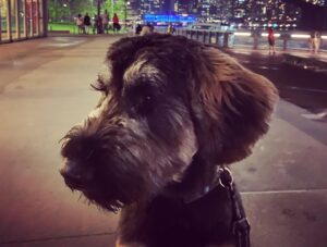 Jonny Lee Miller Instagram - Modeling. #puppy #giantschnauzer #eyelashes