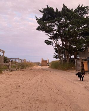 Jonny Lee Miller Instagram - Beasts of summer.  #cat #dog #giantschnauzer #tuxedo #alsoMacho
