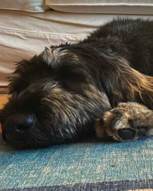 Jonny Lee Miller Instagram - Beasts of summer.  #cat #dog #giantschnauzer #tuxedo #alsoMacho