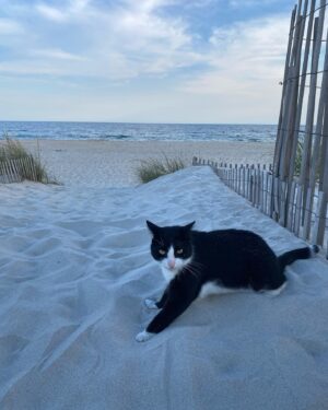 Jonny Lee Miller Instagram - Beasts of summer.  #cat #dog #giantschnauzer #tuxedo #alsoMacho