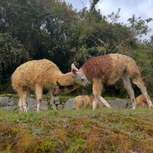 Jophielle Love Instagram - I have to say …It was pretty amazing to be able to go with my family to Peru and discover Machu Picchu! The people, the alpacas , the lost temple … taking the train through the jungle … We hab an epic time ❤️ #peru #machupicchu #adventure #familyadventures #alpaca #temple #jophiellelove
