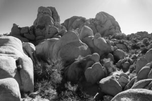 Jordan Connor Instagram - Some good ol’ family fun in Joshua Tree. (Swipe to see actual people… These trees are not my family.)