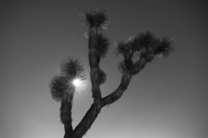 Jordan Connor Instagram - Some good ol’ family fun in Joshua Tree. (Swipe to see actual people… These trees are not my family.)