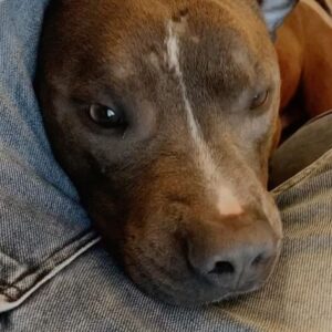 Jordan Doww Instagram - so… i have a new roommate?! 🥺 this baby boy was found roaming the streets of detroit covered in scars & just skin & bone. they think he is just 8-12 months old & was possibly used as a bait dog.. thankfully @agwiaz came to his rescue & convinced me to foster him & give him some good lovin’. i have absolutely no! clue! what! i am doing!! but i simply couldn’t resist 🥺 it took one look into his eyes for me to just completely melt. he is just the sweetest, most gentle boy ever. something in me told me i had to do this. going to take it day by day & get this boy happy & healthy again 💛