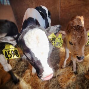 Jordan Maron Instagram - #ad So as you probably know, I like pizza a whole lot, and I think I've eaten it more than anyone else in the country. Which is why thanks to dairy farmers I got to tour a local California dairy farm to see where the delicious cheese on my pizza comes from. On top of having a calf named after me (seriously, she's on the second slide and it's amazing), I learned dairy is a food that can give me the energy I need to game better when I'm feeling sluggish (that's right, the game's not the only thing that lags). So I'm gonna be doing some videos with @Rosannapansino making gaming-inspired recipes stacked with dairy to help you #BeatTheLag when gaming too. Can’t wait to show you more. @DairyGood #UndeniablyDairy