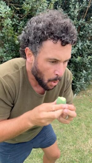 Jordan Watson Instagram - Do you have these where you’re from? 
#Feijoa #NewZealand #aotearoa #fruitofthegods