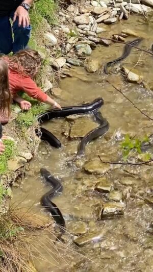 Jordan Watson Instagram - My kids casually petting the wild New Zealand snakes #kiwi #snakes #newzealand #aotearoa #howtodadnz