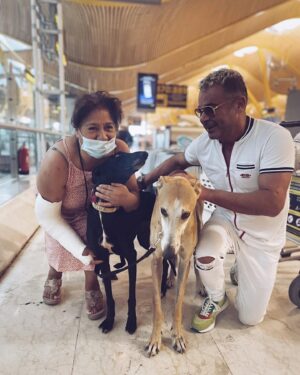 Jorge Javier Vázquez Instagram - Aterrizar en Madrid y encontrarme con varios galgos de la @fundacionbenjaminmehnert que viajan a USA para ser adoptados. Feliz por una parte, pero eso nos debe hacer recordar que persiste el abandono.