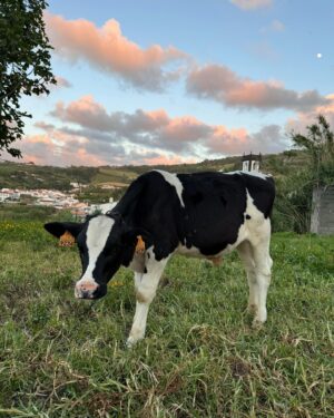 José Condessa Instagram - alguns dos últimos dias vividos aqui 🎞️