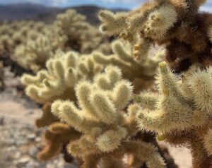 Jose Dammert Instagram - Desierto. #lospicapiedras #california #mantengasudistancia