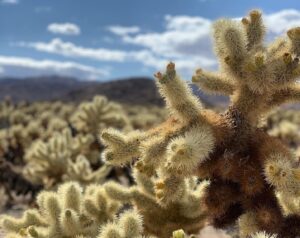 Jose Dammert Instagram - Desierto. #lospicapiedras #california #mantengasudistancia