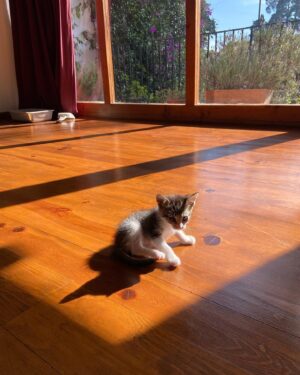 José María Yázpik Instagram - Nuevo integrante. Rescatado de un set, aún sin nombre. Se aceptan propuestas. 🐱