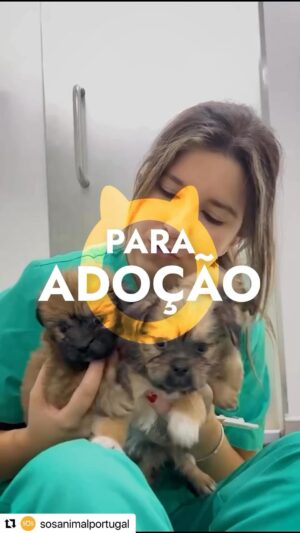 José Raposo Instagram - #Repost @sosanimalportugal with @use.repost_ 
Temos 6 bebés de porte pequeno para adopção.
Por favor tenha em atenção se reúne todas as condições necessárias e a disponibilidade necessária para adoptar um filhote que vai requerer muita atenção, paciência e cuidado.

O nosso processo de adoção passa por 3 fases:
1. Candidatura à adoção, através da entrega do protocolo preenchido, na clínica CVS* (podemos enviar-lhe o protocolo por e-mail, ou poderá obtê-lo no CVS). Aproveite para conhecer pessoalmente o animal a que se candidata;
2. Possível** entrevista na CVS . Será contactado para agendamento após análise da sua candidatura, caso esta seja válida, para nos conhecermos e poder interagir com o animal a que se candidata; no
3. Possível** encontro na CVS, para finalizar a adoção.
**Note que podem existir vários candidatos ao mesmo animal. A SOS Animal selecionará o candidato que considerar mais adequado para o animal em questão.
Ficamos à sua espera!
Pode solicitar mais informação e ficha de candidatura para Ines.matreno@sosanimal.com

SOS Animal
Ser Por TODOS os Seres
www.sosanimal.com
#sosanimal #sosanim alportugal
#peladefesadetodososanimais #cvssosanimal
#porummundomelhor #rescueanimals #animals
#animais #cães #gatos #loveallanimals #parabéns #serportodososseres #cuidardoseuécuidardetodos
#porummundomelhor #serportodososseres #cuidardoseuécuidardetodos #rescueanimal
#rescuedog #cat #dog #adopte #veterinary #hope
#savetheplanet #savetheanimals #animal
#animallovers #animallover #veganfortheanimals
#animalsofinstagram