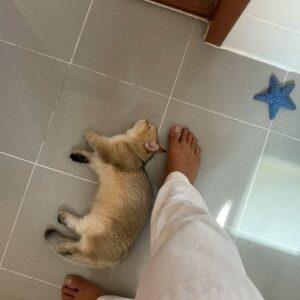 Joseph Angelo Instagram - Home is where the cat is