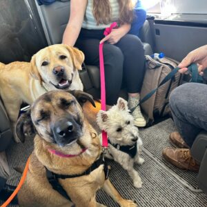 Josh Groban Instagram - Ok so I will always appreciate any company that wants to make pets happy. Honestly a dog friendly airline is something I have been wanting to see for a very very long time. Most airlines have made it so insanely difficult and stressful to travel with pets now, leaving me with such little trust or options (and that’s with a small dog!). When @barkair was announced and I needed to get cross country with my dude George I truly was excited to try it. This isn’t an ad. I loved it. The dogs were all super chill and excited to hang with each other and be pals and the crew went above and beyond to make it fun and low stress for them. More of this great pet attitude at high altitude please! 🐶✈️