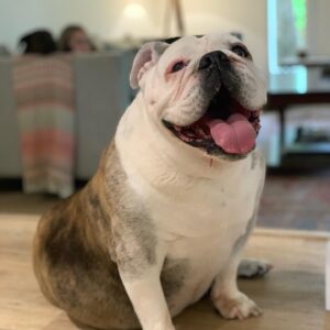 Josh Henderson Instagram - Well today is a rough one. I’m in shock. We lost my precious lil girl Sadie today.. most of y’all know She was my little angel. I just lost a piece of my heart.. But I know she’s already up in heaven chasing balls around. Love you Sadie girl 💔💜