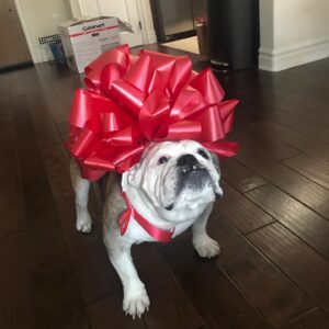 Josh Henderson Instagram - Well today is a rough one. I’m in shock. We lost my precious lil girl Sadie today.. most of y’all know She was my little angel. I just lost a piece of my heart.. But I know she’s already up in heaven chasing balls around. Love you Sadie girl 💔💜