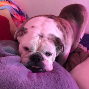 Josh Henderson Instagram - Well today is a rough one. I’m in shock. We lost my precious lil girl Sadie today.. most of y’all know She was my little angel. I just lost a piece of my heart.. But I know she’s already up in heaven chasing balls around. Love you Sadie girl 💔💜
