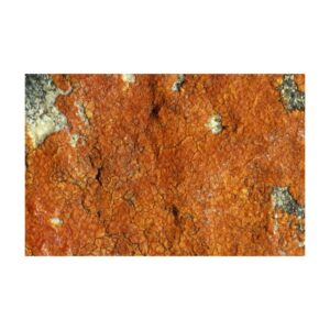 Josh O'Connor Instagram - CALOPLACA

Lichen - image from the Australian National Herbarium