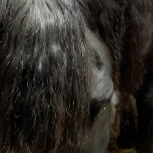 Juan Pablo Di Pace Instagram - Reunited with my beloved FIRE, a dancing Fresian horse I met 4 years ago while shooting “Dashiig in a December”. Thank you @brandice_brown_movie_dogs for your generosity and for coaching me on how to be with this gorgeous girl. It was really tough to say goodbye… when in Utah, Brandice is the horse whisperer for all things movies! She’s incredible with animals. And they adore her!