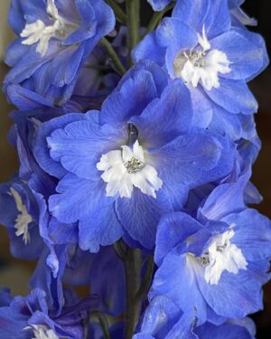Juan Pablo Espinosa Instagram - Obsesionado con estas flores (Delphinium)
Este azul es raro en flores 💙
Les aconsejo ponerle hielo a sus flores en el agua! 
Van a ver cómo duran! 

Obsessed with these flowers (Delphinium) 
This blue is so rare in flowers 💙
A little tip, add ice to your flower water and see how much longer they last!