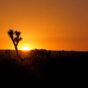 Judah Lewis Instagram - Some of my unedited favorites from Joshua Tree