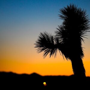Judah Lewis Instagram - Some of my unedited favorites from Joshua Tree