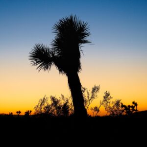 Judah Lewis Instagram - Some of my unedited favorites from Joshua Tree