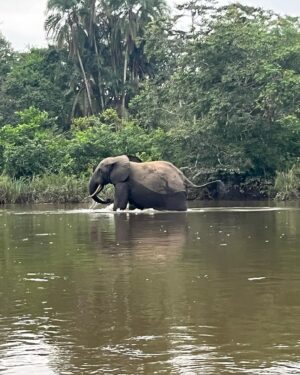 Judi Shekoni Instagram - Just returned from the Congo!! Wow what a trip - happy birthday @terrilynnduhon 🙏🏽 What an incredible group of women. I don't use the phrase 'honoured to be there' lightly.