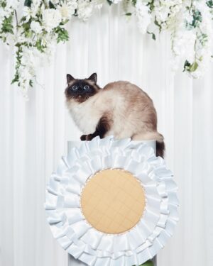 Jujubee Instagram - serving meow meow with @papermagazine 🐈‍⬛ 

Art Direction: @craighemming 
Model: @jujubeeonline 
 Photography: @kylegalvin_ 
Styling: @hollyblowslightly 
Production: @angelggbrown 
Hair: @rosskwan @aframe_agency (using Bumble   Bumble) 
Makeup: @louisehallmakeup (using Anastasia Beverly Hills)
 Set Design: @carolinamizrahi_studio 
Nails: @Lallan.y.a (using @opinailsuk) 
Flower Design: @yanskates 
Photography Assistant: @oliverfrancis 
Fashion Assistants: @frankieetyler and @adamatylda 
Hair Assistant: @hairby_connor
 Set Design Assistant: @livsnowden_design 
With Special Thanks to Katherine Delaney   Sya Groosman

Assistant: @lukepukes 

Link in Bio.