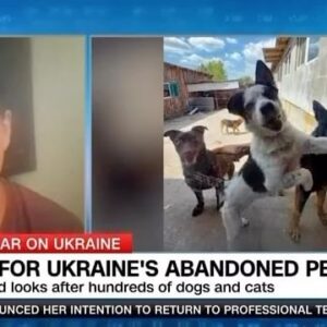 Julia Chatterley Instagram - Caring for Ukraine’s abandoned pets —

Marina Bolokhovets of @shelter_friend_ukraine joins me from their shelter house in the center of Dnipro, Ukraine where they are sheltering hundreds of abandoned animals in the middle of war.

Marina discusses the bravery & challenges of saving and caring for animals such as dogs, cats, donkeys and goats.

“Animal welfare in #Ukraine was a disaster before the war. Now it is much worse... but we keep working, we keep saving.”

She tells us how animals lovers can help support the shelter or adopt furry friends 🐾