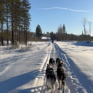 Julia Molkhou Instagram - Dépaysement total et rencontres mémorables lors de ce voyage en Suède et en Laponie suédoise. Arrivés à Stockholm, nous avons ensuite pris un train de nuit pour Luleö où nous attendait Cedric, le musher de @laponiemush . Après ce sont 7jours au coeur de la vie de Lisa et Cédric, au contact de leurs chiens, au rythme des journées dont l’ensoleillement est encore timide. Attelage, pêche sur glace, raquettes, motoneige et j’en passe. Une semaine que l’on n’oubliera pas. Merci Cédric, Lisa et Evan. C’était franchement génial de partir à la chasse aux aurores boréales avec vous. Mais faudra qu’on revienne rapport à… oui, bon, on n’en a pas vu une seule😂 alors on reviendra!
