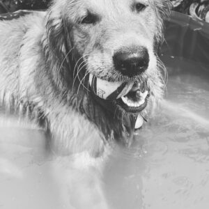 Julia Ormond Instagram - Happy boy! #goldenretrieversofinstagram