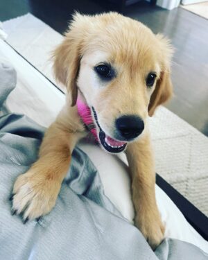 Julianne Arrieta Instagram - Sundays with Skye ♥️ @mini_golden_paws 

#minigolden #puppylove #goldenretriever #dogsofinstagram