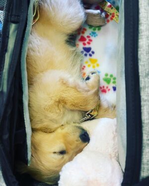 Julianne Arrieta Instagram - Meet Skye 🐶💗 #puppylove Thank you @mini_golden_paws you are the best!!