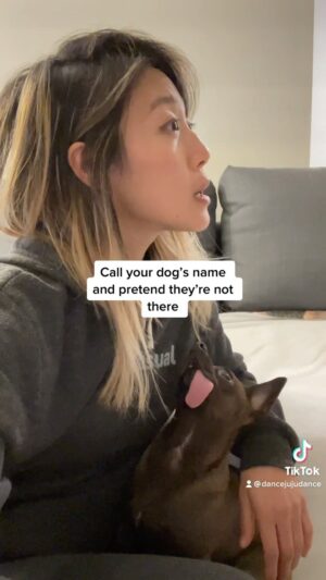 Julie Zhan Instagram - She actually went to where I was looking 🤣🤣🤣 @derpydoggoluna #doggos #dogsofinstagram #prank