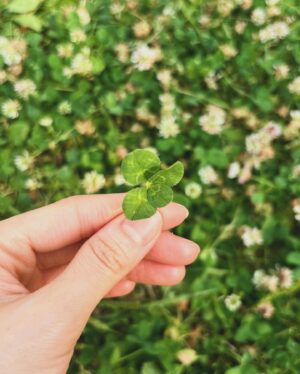 Jung Hae-na Instagram - 2024위라클워크 🌱
세잎이어도 좋고 네잎이어도 좋은.
그저 모두가 함께여서 의미가 컸던 walk.