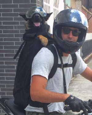 Justin Melnick Instagram - @ditathehairmissile I love you so much!  The adventures we have had go down in the books!  You truly are my ride or die…. #mansbestfriend #blessed #cutedogs #dogsofinstagram