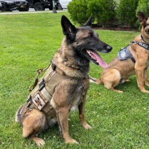 Justin Melnick Instagram - Happy birthday to my best friend, loyalist companion , go anywhere do anything fur baby.. I love you @ditathehairmissile and can’t wait to see what you pull off during the second half of your life…. #mansbestfriend #dogsofinstagram #bestfriends #sealteam #cbstv #belgianmalinois