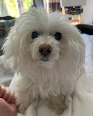 Justin Roiland Instagram - Words can not describe the pain I feel from the unexpected loss this morning of Mharti “Pup Pup” Michaels. He was Jerry’s little brother and his little heart failed him this morning. My two baby boys both gone. Be with Jerry, Pup. Protect me from evil. Watch over me. I love you more than words can ever express. I am devastated.