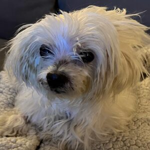 Justin Roiland Instagram - Jerry is still here and I am kind of blown away by that. He needs a lot of care and meds but he is comfortable and happy for now. The harder you love the harder you’re going to hurt when it’s over. I’m grateful it’s not over yet.