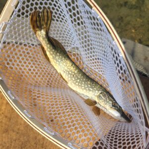Justin Warner Instagram - First pike on @tenkarausa Satoki rod in a pond 5 min from my house!