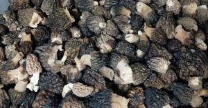 Justin Warner Instagram - First of the season. You know where to find them!

Haha jk only @blackhillsmushrooms knows where to find them but you can find them augmented and enhanced at either of my joints this weekend until they are gone. 

@bokujoramen @bbs.natural