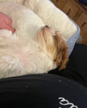 K. Trevor Wilson Instagram - Moose and I have a lot in common, we both like to sleep for 20 hrs a day